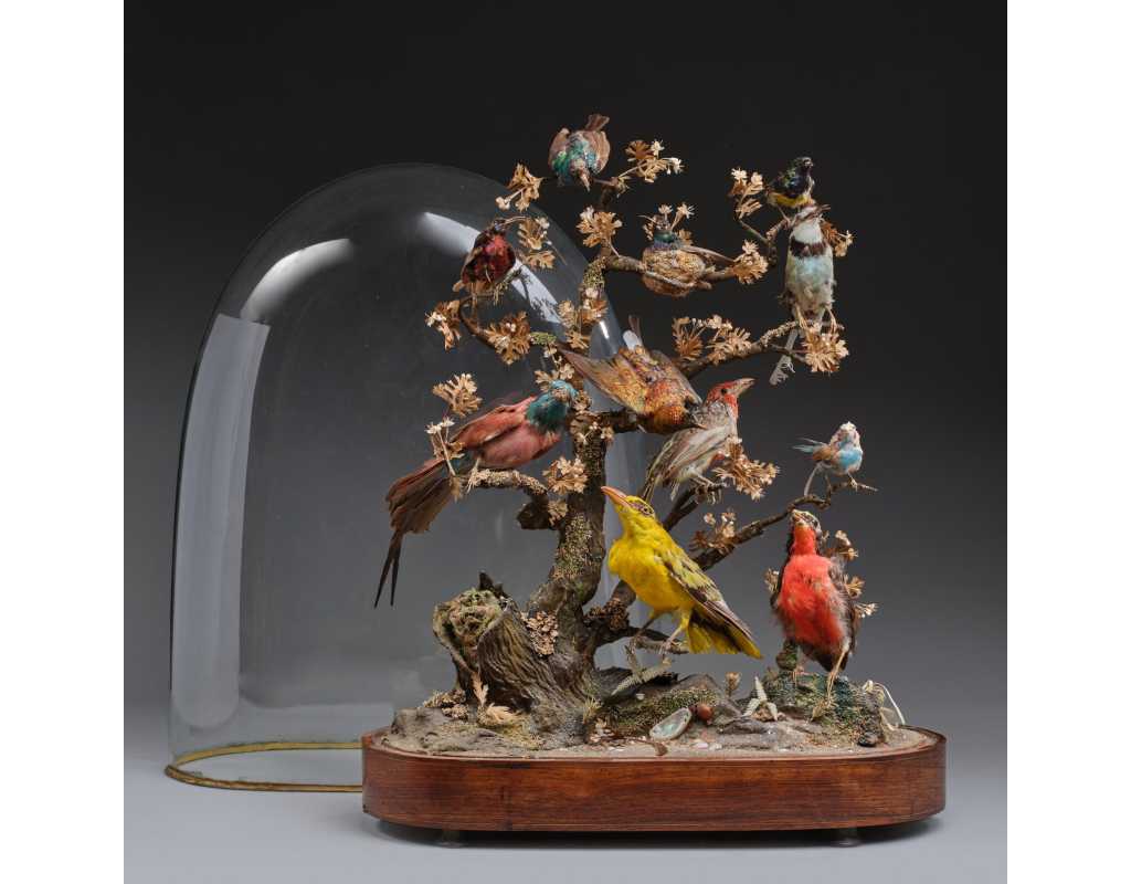 ANTIQUITES DIAPORAMA SOUS GLOBE DE VERRER DE DIVERS OISEAUX PROTEGES VERS 1850 - FRANCE XIXè {PRODUCT_REFERENCE} - 1