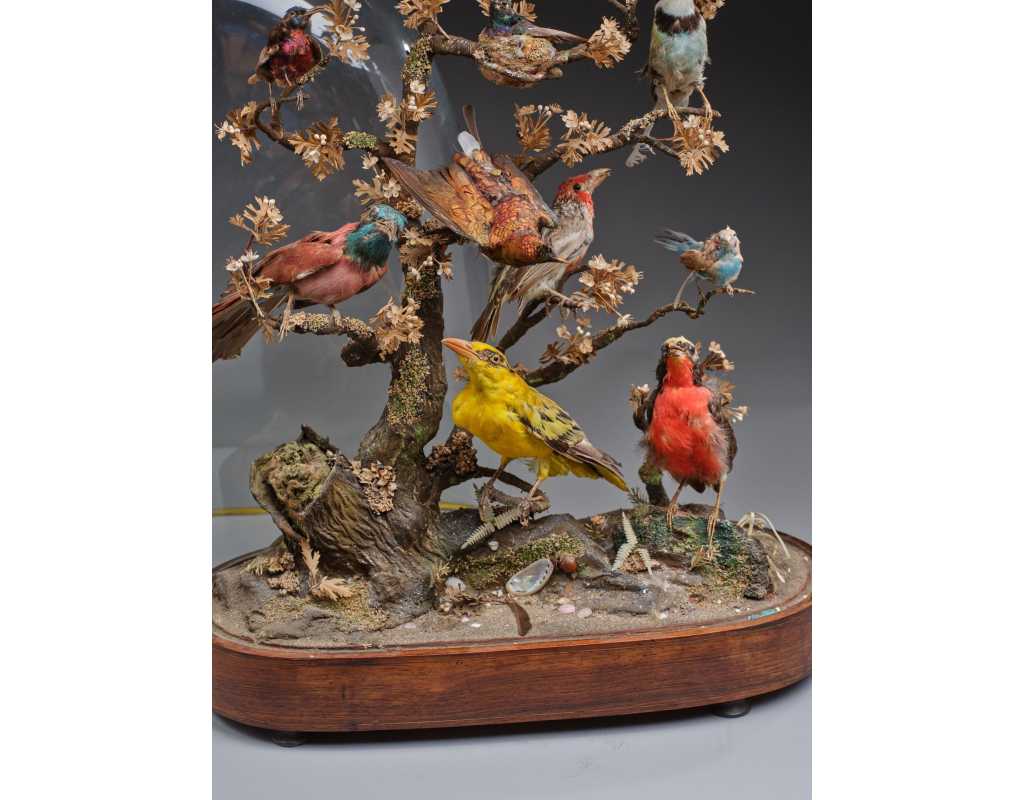 ANTIQUITES DIAPORAMA SOUS GLOBE DE VERRER DE DIVERS OISEAUX PROTEGES VERS 1850 - FRANCE XIXè {PRODUCT_REFERENCE} - 2