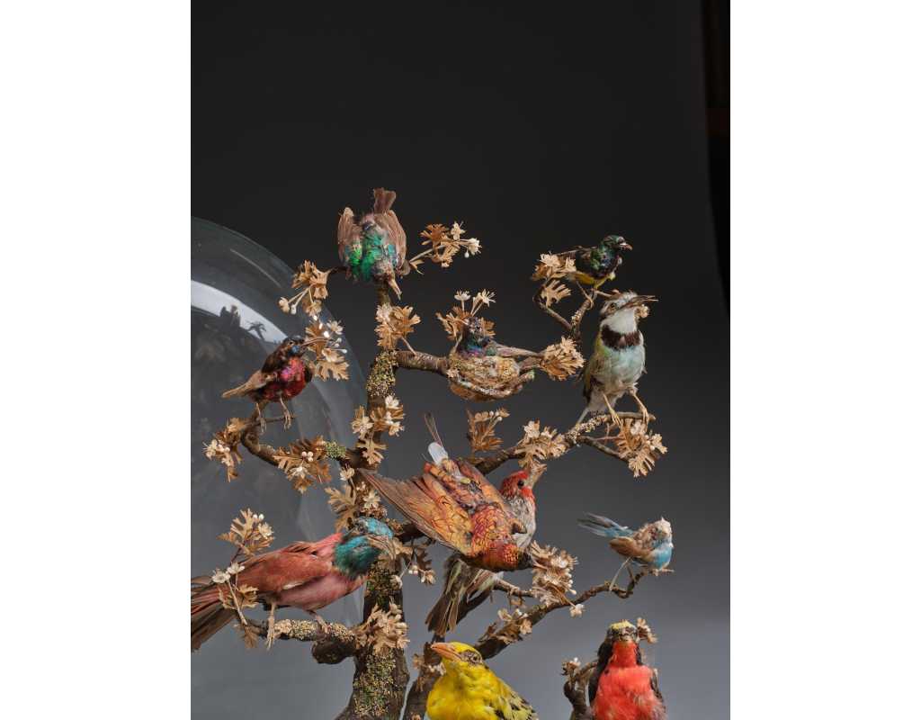 ANTIQUITES DIAPORAMA SOUS GLOBE DE VERRER DE DIVERS OISEAUX PROTEGES VERS 1850 - FRANCE XIXè {PRODUCT_REFERENCE} - 3