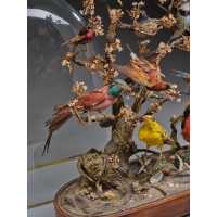 ANTIQUITES DIAPORAMA SOUS GLOBE DE VERRER DE DIVERS OISEAUX PROTEGES VERS 1850 - FRANCE XIXè {PRODUCT_REFERENCE} - 4