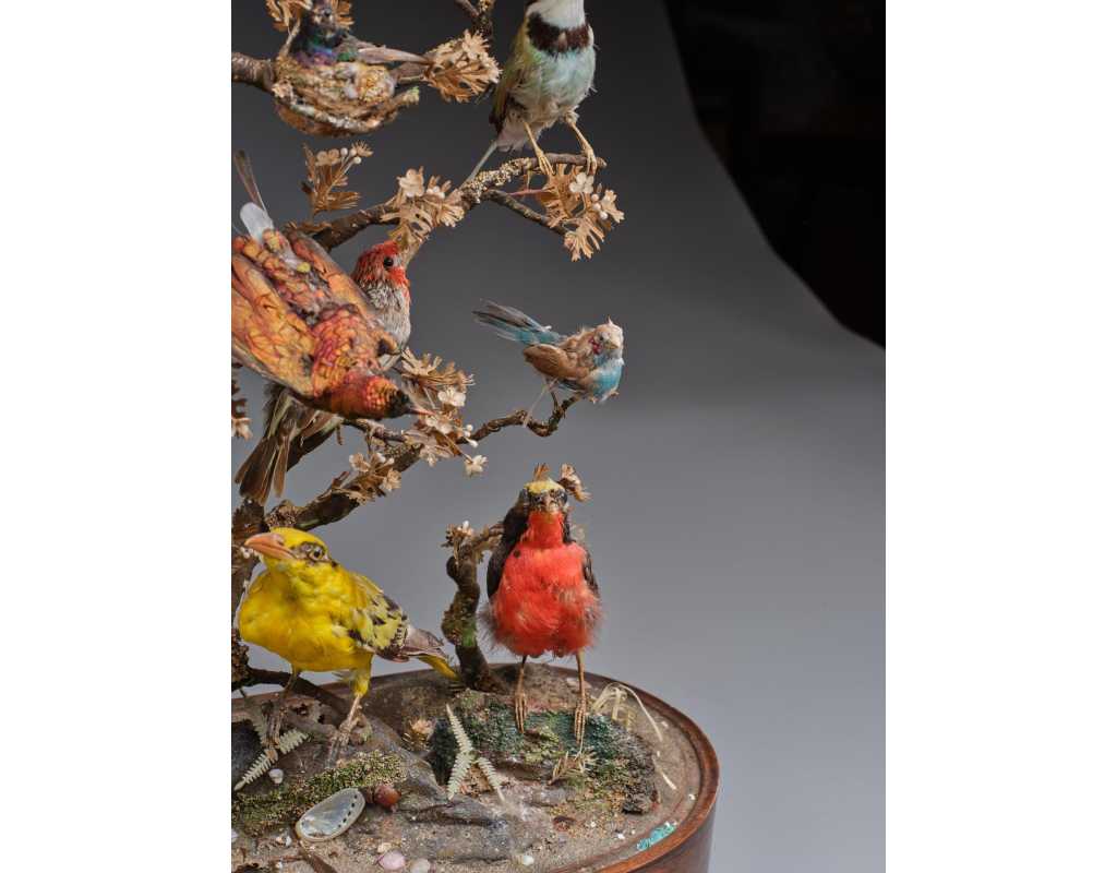 ANTIQUITES DIAPORAMA SOUS GLOBE DE VERRER DE DIVERS OISEAUX PROTEGES VERS 1850 - FRANCE XIXè {PRODUCT_REFERENCE} - 5