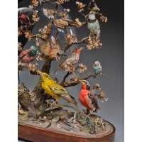 ANTIQUITES DIAPORAMA SOUS GLOBE DE VERRER DE DIVERS OISEAUX PROTEGES VERS 1850 - FRANCE XIXè {PRODUCT_REFERENCE} - 6