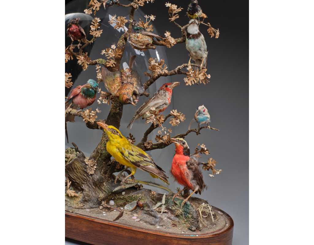 ANTIQUITES DIAPORAMA SOUS GLOBE DE VERRER DE DIVERS OISEAUX PROTEGES VERS 1850 - FRANCE XIXè {PRODUCT_REFERENCE} - 6