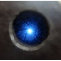 Armes Longues CARABINE WINCHESTER MODELE 1873 CALIBRE 32/20 32WCF DE 1893 - USA XIXè {PRODUCT_REFERENCE} - 13