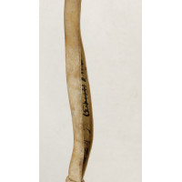 Militaria DRAGONNE EN BUFFLE BLANC POUR SABRE DE CAVALERIE  GENDARMERIE  MODELE 1822 - FRANCE XIXè {PRODUCT_REFERENCE} - 5