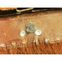 Militaria SAC A DOS ALLEMAND WW2 TRANSMISSION TORNISTER POIL DE VACHE - Allemagne Seconde Guerre {PRODUCT_REFERENCE} - 6